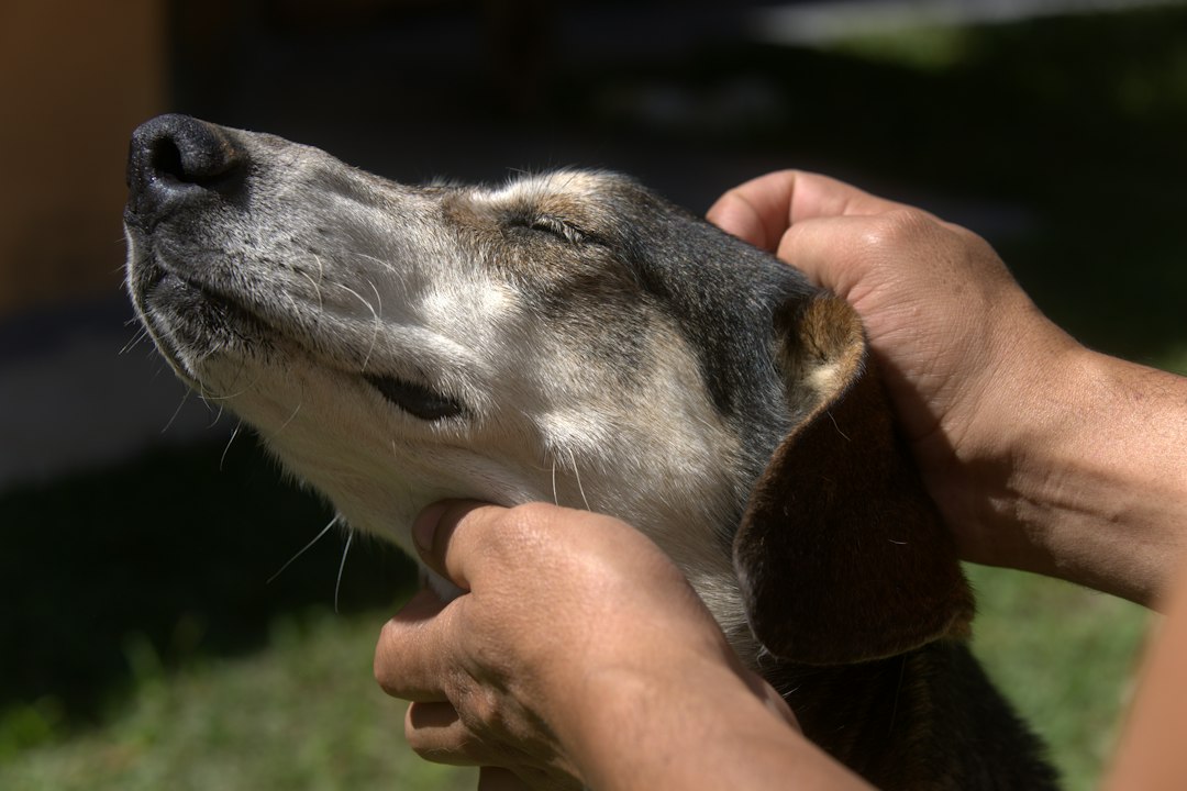 Toiletteur canin : où exerce-t-on vraiment une fois formé ?